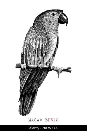 Ara Handzeichnung Vintage Gravur Stil Stock Vektor