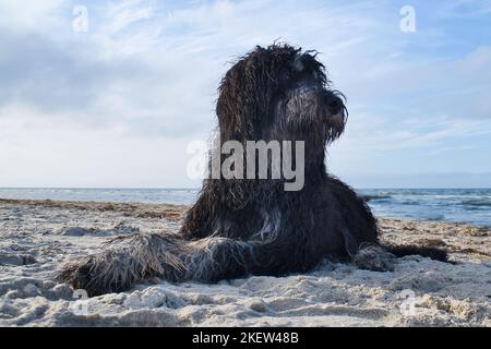 Goldendoodle liegt im Sand am Strand vor dem Meer in Dänemark. Langes schwarzes Fell mit hellen Flecken. Tierfoto des Hundes Stockfoto