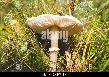 Pilze im grünen Gras im Morgengrauen. Pilze in hellen Sonnenstrahlen aus nächster Nähe. Stockfoto