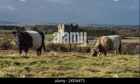 Belted Galloway Cattle grazing bei Threave Land Restoration Project Stockfoto