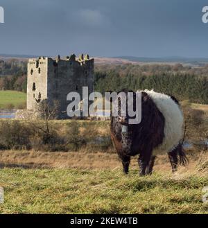 Belted Galloway Cattle grazing bei Threave Land Restoration Project Stockfoto