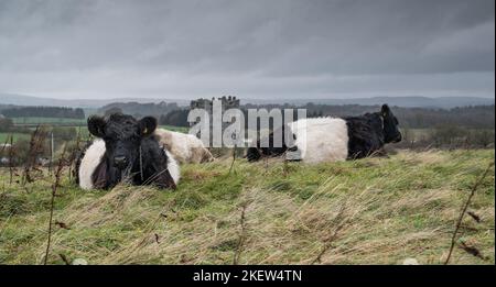 Belted Galloway Cattle grazing bei Threave Land Restoration Project Stockfoto