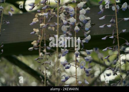 Wisteria sinensis Stockfoto