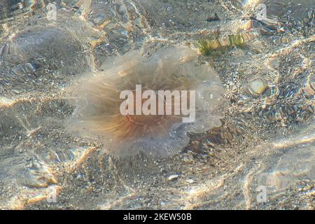 Feuerquallen an der Küste, die im Salzwasser schwimmen. Sand im Hintergrund in Wellenmuster. Tierfoto aus der Natur Stockfoto