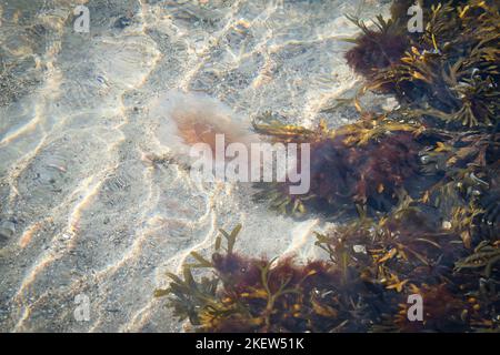 Feuerquallen an der Küste, die im Salzwasser schwimmen. Sand im Hintergrund in Wellenmuster. Tierfoto aus der Natur Stockfoto