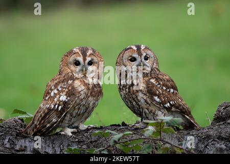 Waldkauz: Strix aluco. Gefangener Vogel, kontrollierte Bedingungen. Hmpshire, Großbritannien Stockfoto