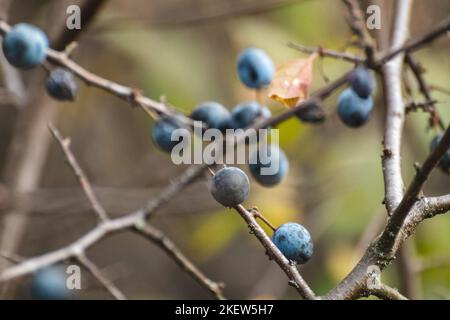 Dunkelblaue Schwarzdornbeeren auf stacheligen Buschzweigen im Herbstwald mit verschwommenem Hintergrund. Helles natürliches Nahbelaub Stockfoto