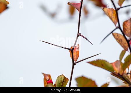 Weißdornbaum Zweig mit scharfen Nadeln Spitzen und verschwommener grauer Himmel Hintergrund. Natürliche herbstliche Nahaufnahme Stockfoto