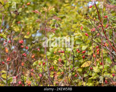 Hundsrosen (Rosa canina) rote Früchte auf einem Busch, reifen im oktober. Sonnige Herbstbotanik mit verschwommenem Grün Hintergrund Stockfoto