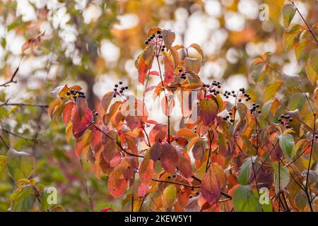 Cornus sanguinea, der gewöhnliche Dogwood Strauch mit schwarzen Beeren und roten Blättern. Herbstbotanik mit verschwommenem Hintergrund Stockfoto