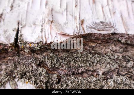 Ein geteiltes graues Holzbrett im Sand Stockfoto