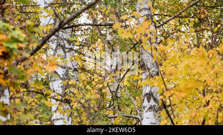 Birke leuchtend gelbe Bäume, Wälder im Herbst, sonnige nordische Natur Landschaft wilden Hintergrund Stockfoto