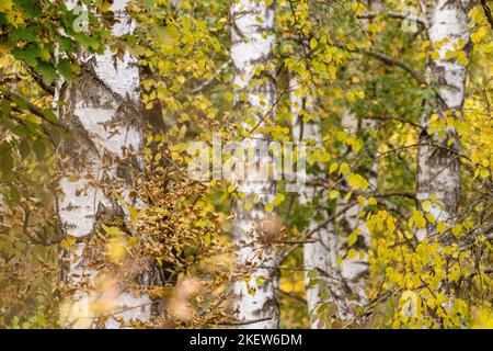 Birkenwald im Herbst, sonnige nordische Naturlandschaft wilder Hintergrund Stockfoto