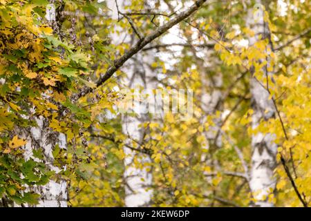 Birkenwälder Wälder im Herbst aus nächster Nähe, sonnige nordische Naturlandschaft wilder Hintergrund Stockfoto