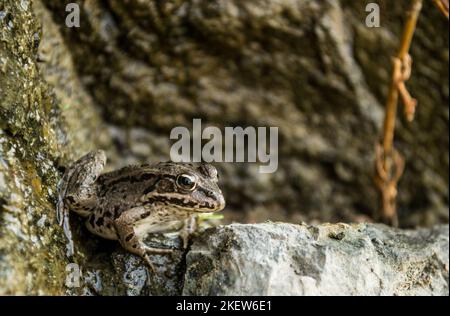 Grüner Frosch am sandigen Ufer des Sees. Ein grüner Frosch am sandigen Ufer eines Sees am Wasser in seiner natürlichen Umgebung. Stockfoto