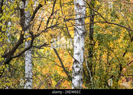 Birken mit gelben Blättern Wald im Herbst, sonnige nordische Natur Landschaft wilden Hintergrund Stockfoto