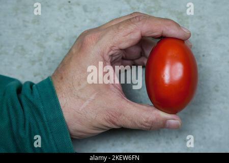 Ein Landwirt hält eine Bio-Tomate in der Hand, die sich aufgrund ihrer besonderen Eiform auch von normalen Tomaten unterscheidet. Stockfoto