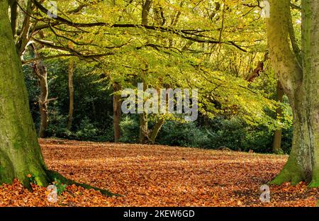 Gemischte Laubbäume mit Herbstfärbung (Farbe) in den Wäldern von Shipley Glen in Baildon, Yorkshire. Stockfoto