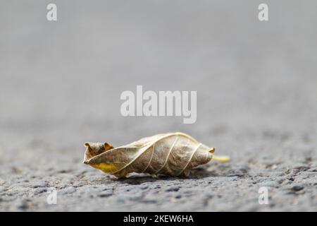 Herbst trockenes Blatt auf Asphaltstraße, Nahaufnahme. Gefallenes Blatt auf einem Wanderweg mit verschwommenem grauen Hintergrund. Herbstkonzept-Makro mit geringer Fieltiefe Stockfoto