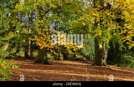 Gemischte Laubbäume mit Herbstfärbung (Farbe) in den Wäldern von Shipley Glen in Baildon, Yorkshire. Stockfoto