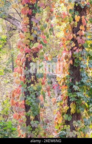 Wilde Herbsttraube mit roten Blättern, die um hohe Baumstämme gewickelt sind, mit saisonalen Grüntönen Stockfoto
