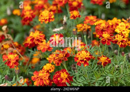 Ringelblume, orange Tagesetes blüht mit leuchtend grünen Blättern aus nächster Nähe. Wachsende Gartenpflanzen, Bettwäsche Blumen Stockfoto