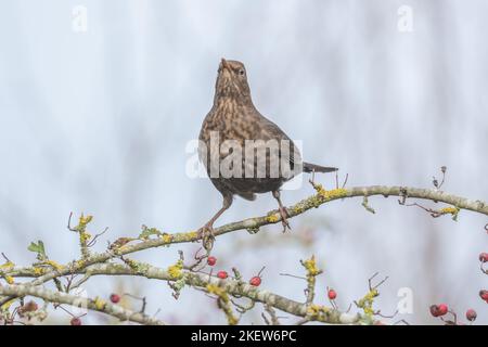 Nahaufnahme einer Amsel Großbritannien. Sie sitzt im Herbst auf einem Ast eines Weißdornbaums. Die Beeren des Baumes bieten Futter für die Tierwelt. Stockfoto