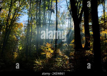 Beeindruckende Sonnenstrahlen, die durch die Bäume im Wald leuchten Stockfoto