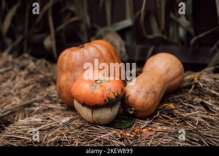 Drei orangefarbene Kürbisse liegen auf Stroh. Herbstbasar Stockfoto