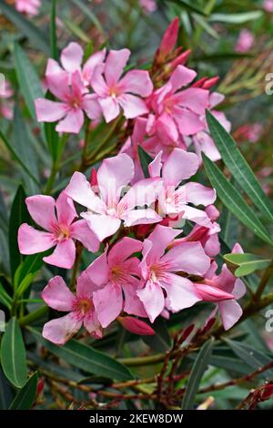 Rosa Oleander-Blüten (Nerium Oleander) im Garten Stockfoto