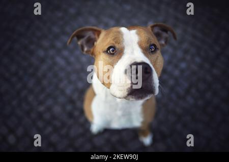 Amerikanischer Staffordshire-Terrier sitzend Stockfoto