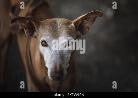 Podenco Ibicenco Porträt Stockfoto