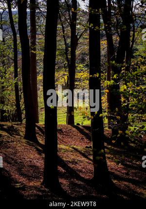 An einem sonnigen Herbsttag in den Wentworth Castle Gardens wurden Baumstämme mit Silhouetten am Waldrand errichtet. VEREINIGTES KÖNIGREICH Stockfoto