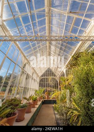 Pflanzen, die in Terrakottatöpfen wachsen, wachsen im restaurierten viktorianischen Wintergarten in den Wentworth Castle Gardens. VEREINIGTES KÖNIGREICH. Stockfoto