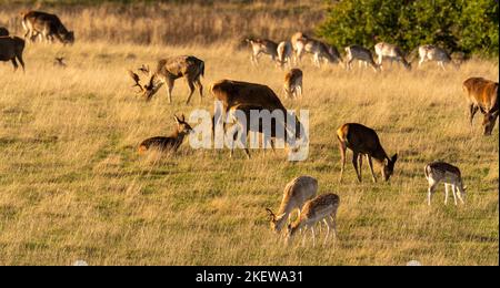 Damwild und Rotwild grasen an einem sonnigen Herbsttag in der Parklandschaft der Wentworth Castle Gardens. VEREINIGTES KÖNIGREICH Stockfoto