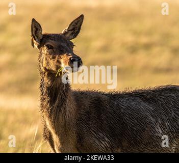 Seitenansicht eine stehende weibliche Rothirse mit verschwommenem Hintergrund an einem sonnigen Herbsttag. Stockfoto