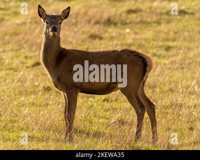 Seitenansicht eine stehende weibliche Rothirse mit verschwommenem Hintergrund an einem sonnigen Herbsttag. Stockfoto