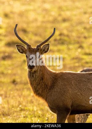 Nahaufnahme eines jungen Rüden Red Deer mit verwischter goldener Hintergrundfarbe an einem sonnigen Herbsttag. VEREINIGTES KÖNIGREICH Stockfoto