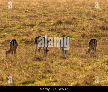 Rückansicht von 4 Damhirschen in einer Linie, die an einem sonnigen Herbsttag grasen. VEREINIGTES KÖNIGREICH Stockfoto