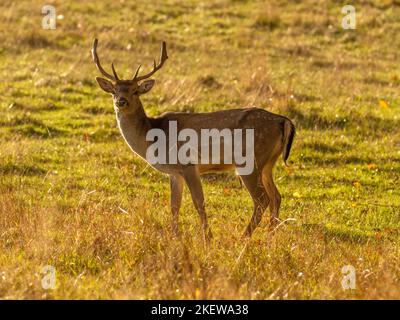 Junger Rüde Red Deer mit verwischter goldener Hintergrundfarbe an einem sonnigen Herbsttag. VEREINIGTES KÖNIGREICH Stockfoto