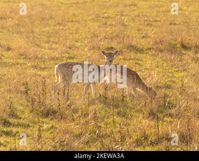 2 hinterleuchtete Damhirsche grasen an einem sonnigen Herbsttag in der Landschaft von Yorkshire. Stockfoto
