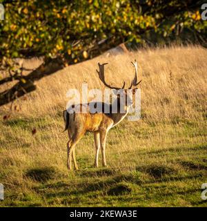 An einem sonnigen Herbsttag stehen männliche Damhirsche in der Parklandschaft der Wentworth Castle Gardens. VEREINIGTES KÖNIGREICH Stockfoto