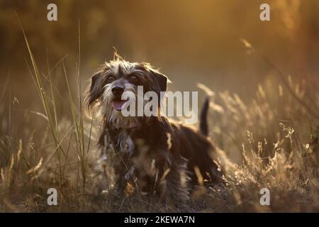 Stehender Dachshund-Mongrel Stockfoto