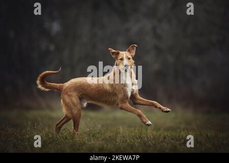 Ausführen von Podenco-Mongrel Stockfoto