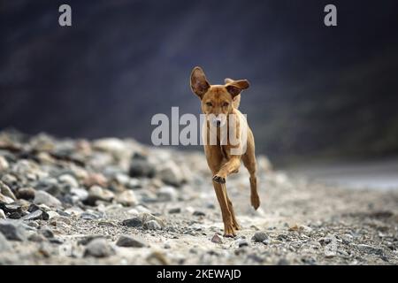 Ausführen von Podenco-Mongrel Stockfoto