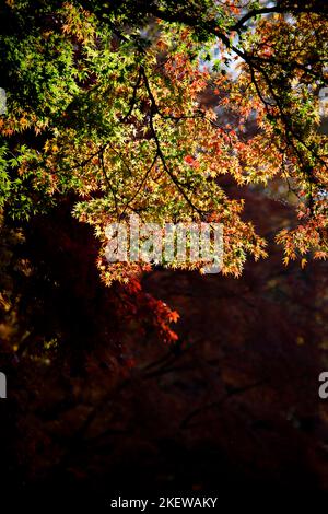 Leaves of Acer palmatum (Japanese maple) in autumn colour foliage in  Winkworth Arboretum, Surrey, south-east England Stockfoto