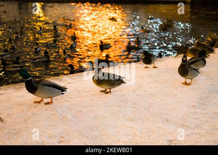 Winterporträt der Ente in einem öffentlichen Winterpark. Entenvögel stehen oder sitzen im Schnee. Vogelzug. Enten und Tauben im Park sind Stockfoto