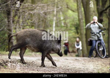 Running Wild Boar Stockfoto