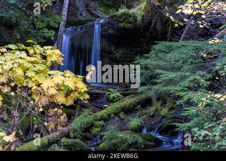 Zwei der schönsten Wasserfälle von Idaho sind nur eine kurze Wanderung voneinander entfernt, nach einem Nagelbiss, leicht zu verirren, mehrere Meilen einen Berg hinauf. Stockfoto