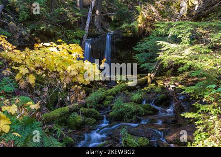 Zwei der schönsten Wasserfälle von Idaho sind nur eine kurze Wanderung voneinander entfernt, nach einem Nagelbiss, leicht zu verirren, mehrere Meilen einen Berg hinauf. Stockfoto